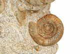 Jurassic Ammonite, Bivalve, Gastropod & Belemnite Association - France #191729-5